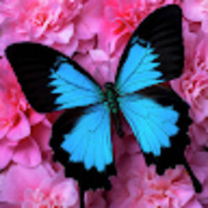 Meet your Posher, Dalia